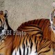 Harimau Jawa di Meru Betiri Dipantau CCTV